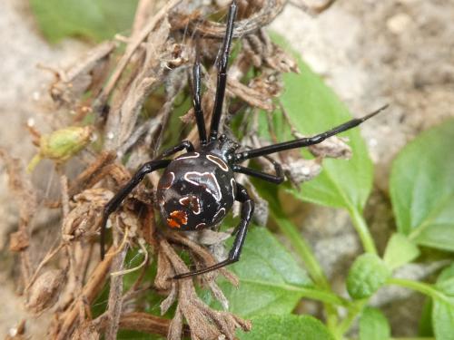 Latrodectus tredecimguttatus